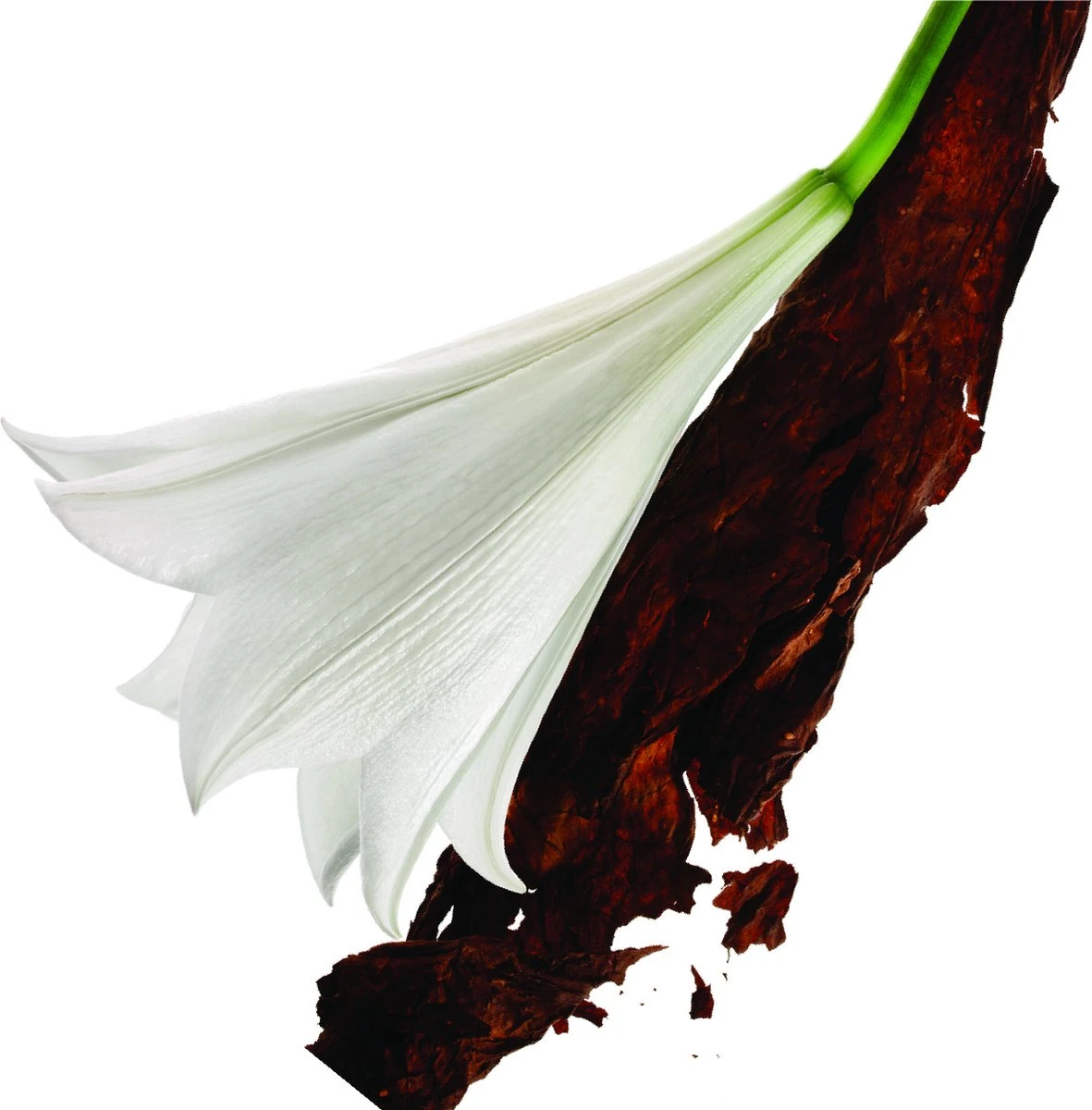 Yves Saint Laurent Mon Paris 50 ml - Eau de Parfum - Damesparfum Yves Saint Laurent Mon Paris 50 Ml - Eau De Parfum - Damesparfum -Armani Parfum Winkel