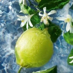 Guerlain - Aqua Allegoria Bergamote Calabria - Eau De Toilette - 75ML -Armani Parfum Winkel 1200x1200 28