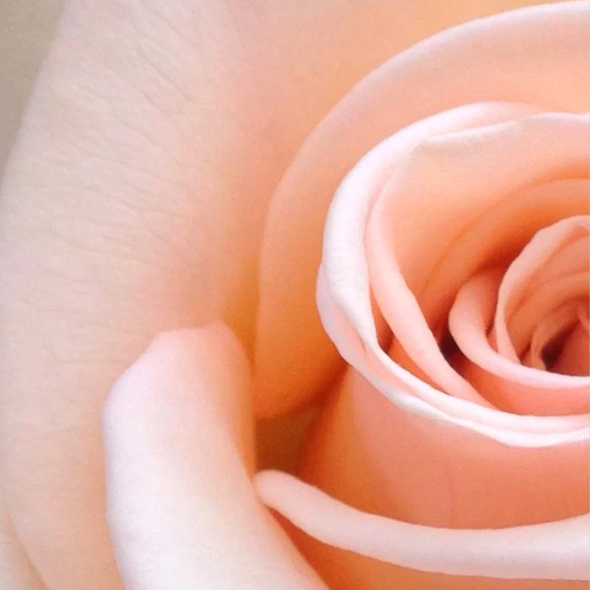 Spider-Man Geschenkset - Eau de Toilette 100 ml & Douchegel 60 ml - Met Toilettas Spider-Man Geschenkset - Eau De Toilette 100 Ml & Douchegel 60 Ml - Met Toilettas -Armani Parfum Winkel 1200x1200 654