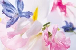 Dior Miss Vrouwen 50 Ml -Armani Parfum Winkel 1200x800 9