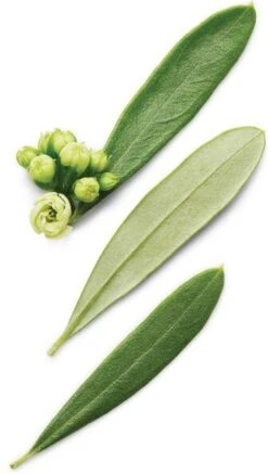 Giorgio Armani Armani Code 125 Ml - Eau De Toilette - Herenparfum -Armani Parfum Winkel 678x1200 2