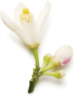 Giorgio Armani Code 30 Ml - Eau De Parfum - Damesparfum -Armani Parfum Winkel 923x1200