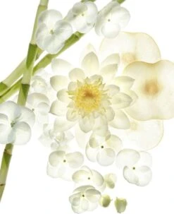 Bvlgari Omnia Crystaline 40 Ml - Eau De Toilette - For Women -Armani Parfum Winkel 978x1200